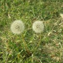 우리민들레약국 이미지