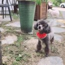 THE반하개 이미지
