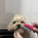 도그런하우스 이미지