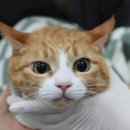 태일동물치과병원 이미지