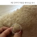 [박물관옆동물병원] 대구 강아지지방종제거수술, 예민한 노견지방종수술후기