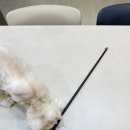 최애 | 고양이 장난감 추천 | 최애 낚시대 후기