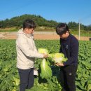 가을청과