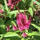 강아지풀 이미지