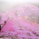 패랭이공원 이미지