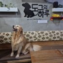 도그시티 | [송도] 실내 애견카페 도그의 하루 방문 후기
