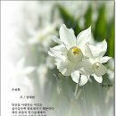 수선화 / 권태원 이미지