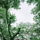 나무별 - 496739 | 나무별