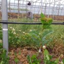 사오리농장 이미지