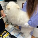 쿨펫 양·한방 동물병원 이미지