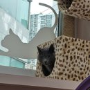 강아지집 | [공지] [내돈내산] 원주 고양이 호텔 추천｜‘강아지집’ 5박 6일 이용 후기