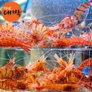 독도꽃새우 이미지