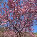 유성그린산장식당 | 창암~양지 레포츠 숲길, 오리불고기 맛집 밀양시 삼랑진 유성그린산장, 밀양 금시당 홍도화, 엄나무순 수확