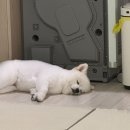 까비네펫살롱 이미지