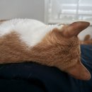 다산마리동물병원 이미지