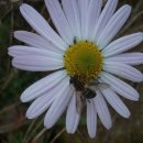 드리밍하우스 이미지