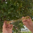 백인의 밥상 | Back to January