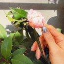 129뷰티 | 고덕네일앤뷰티샵 속눈썹 연장 후기, 자연스럽게 예뻐지는 기분전환✨