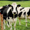 so tree farm 이미지