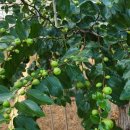 구룡천1 이미지