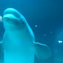 롯데월드몰 아쿠아리움의 '얼굴간판'격인 벨루가(흰돌고래).jpg 이미지