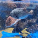 서부두 명품회집거리 이미지