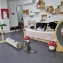 동물보육원 고양이 후원 카페 이미지