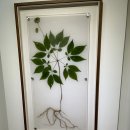 산삼약초전시장 이미지