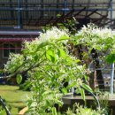 서천 당정리 고분군 이미지