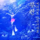가나다온철갑상어 | 부산 해운대 아쿠아리움 펭귄 인어공주 공연시간