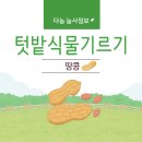 TK농장 | 텃밭 식물 기르기 - 땅콩 키우기