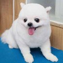 아담스펫살롱 이미지