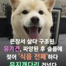 파양후 식음전폐하고 무지개 다리건넌 강아지🥺 이미지