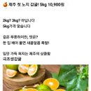 제주 첫 노지 감귤 5kg 10900 이미지