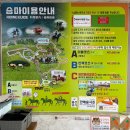 랜드로바제주 | 제주 말타는곳 승마 체험 가격+안전 굿!(+1인 승마 가능/사진도 무료로 찍어주는 곳)