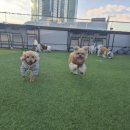 성수퍼피 이미지