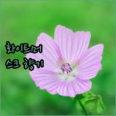 나드샵 | 향기로운 손, 나드 퍼퓸드 핸드워시 화이트머스크 리필 사용 후기