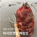 갯벌생태 체험장 | 마시안갯벌체험장 조개캐기 후기｜초보도 성공한 당일치기 체험