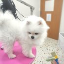 플러스 애견미용실 이미지
