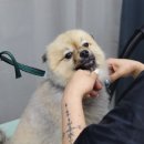 개이뻐 | 남양주 다산동강아지미용 개이뻐 포메 곰돌이컷 스파 후기