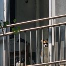 단테의 반려일기 (구 동원이) 이미지