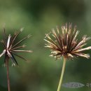 대천천2 이미지