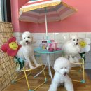 멍냥이발소 이미지