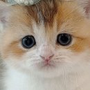 부산고양이분양 퍼스트캣 부산점 이미지