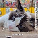 6958 | 천안 쌍용동 지상냥원 냄새 없는 쾌적한 고양이카페 후기