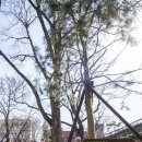 용산문화원정자 이미지