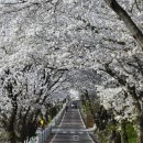 벚꽃길13 이미지