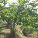 가나농장 이미지