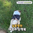 멋내는 강아지 이미지