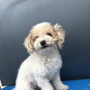 omokjomok(오목조목) 이미지